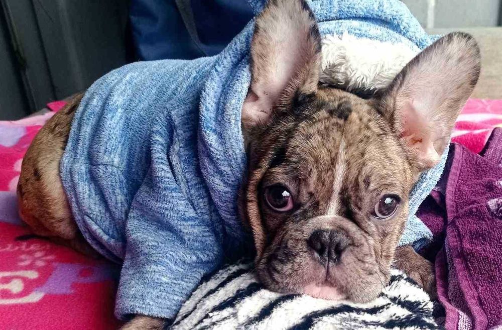 Французский мальчик - красавчик.