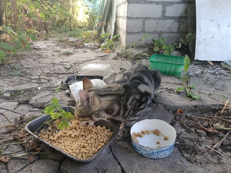 Котята-кошенята. Шукають людське тепло!