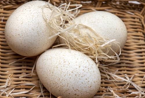 Яйца индейки на подсыпку или в пищу