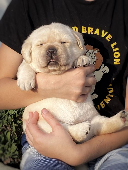 Лабрадор ретрівер. Вільна дівчинка та хлопчик.