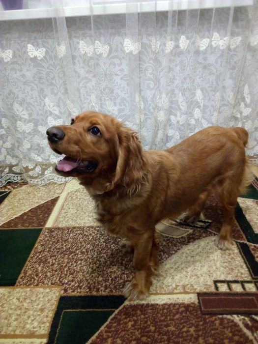 Шукаю дівчинку для хлопчика