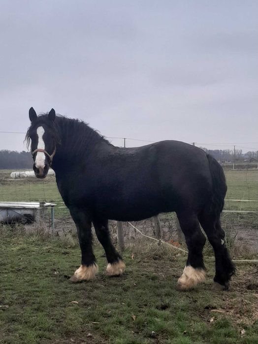 Zrebica zimnokrwista siwa , 20 mieśięcy