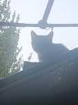 2 котів чи кицьок віддам безкоштовно