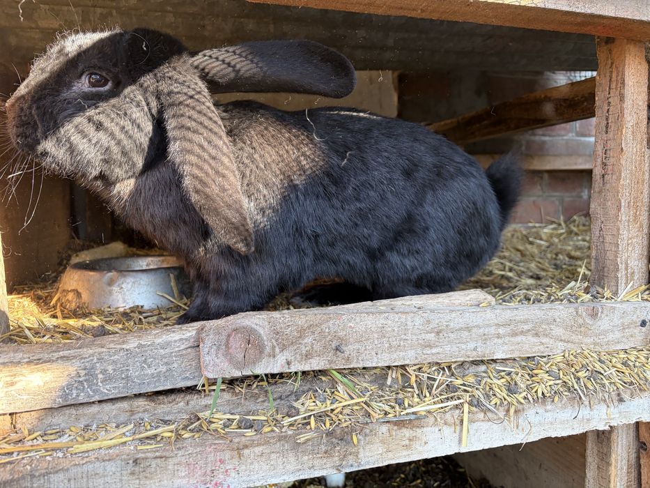 Sprzedam kaczki gesi króli