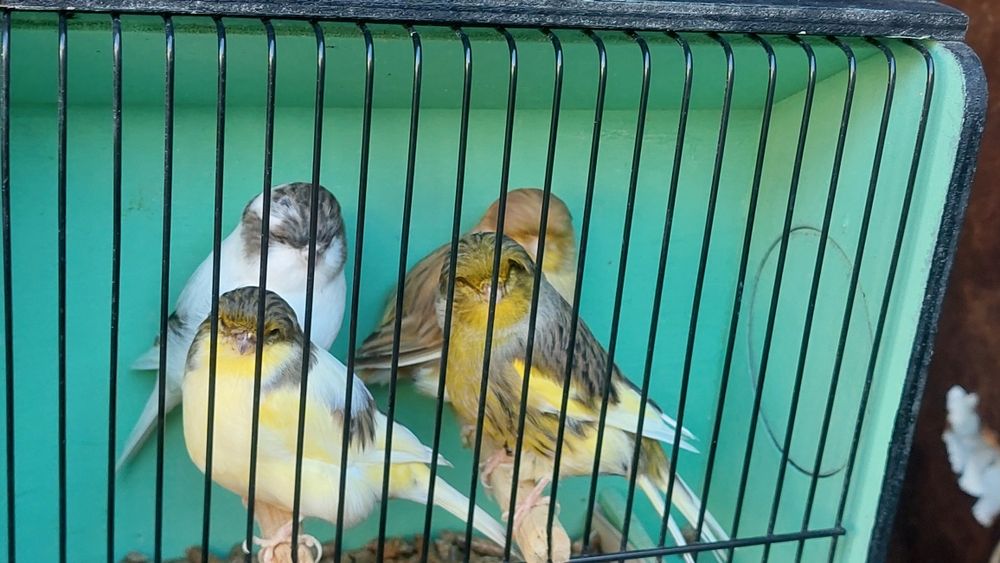 Canários gloster e crests.