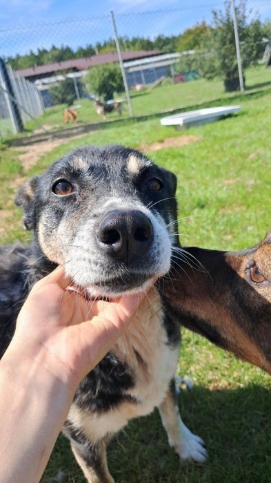 Łezka do adopcji