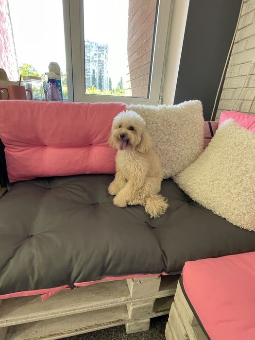 Грумінг мальтіпу