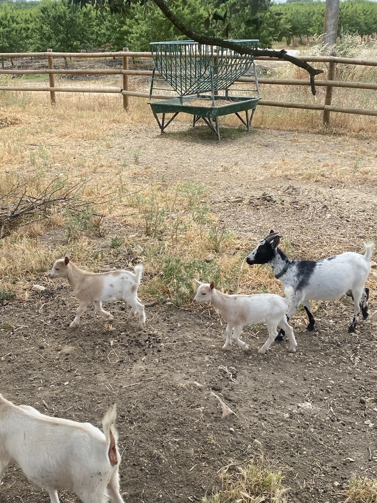 Vendo cabras anãs