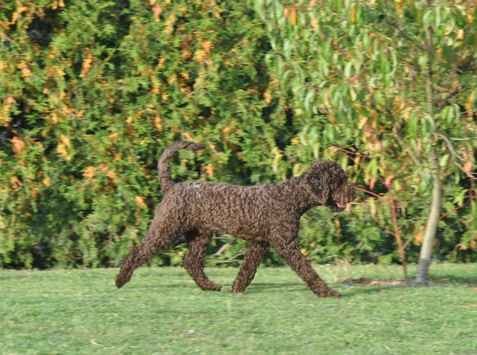 Lagotto Romagnolo PIES-reproduktor Fioletowa Magia FCI