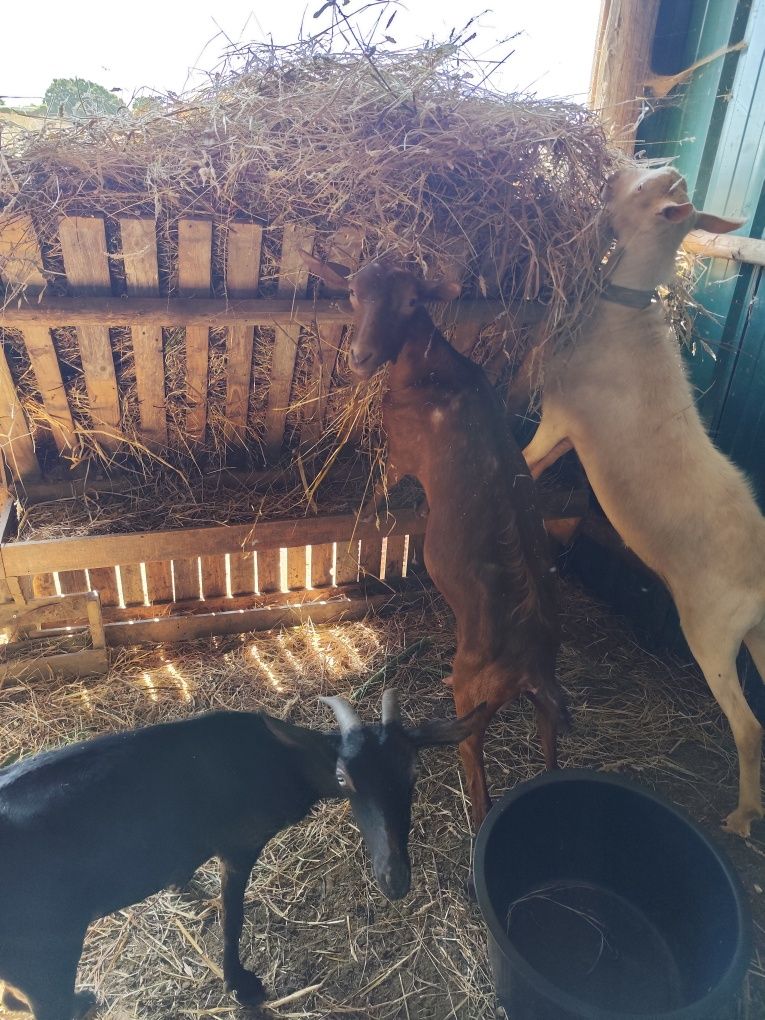 Duas cabras murcianas e chibo sannen