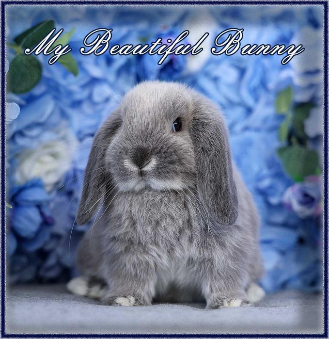 Młody Królik Mini Lop - Lilac Otter