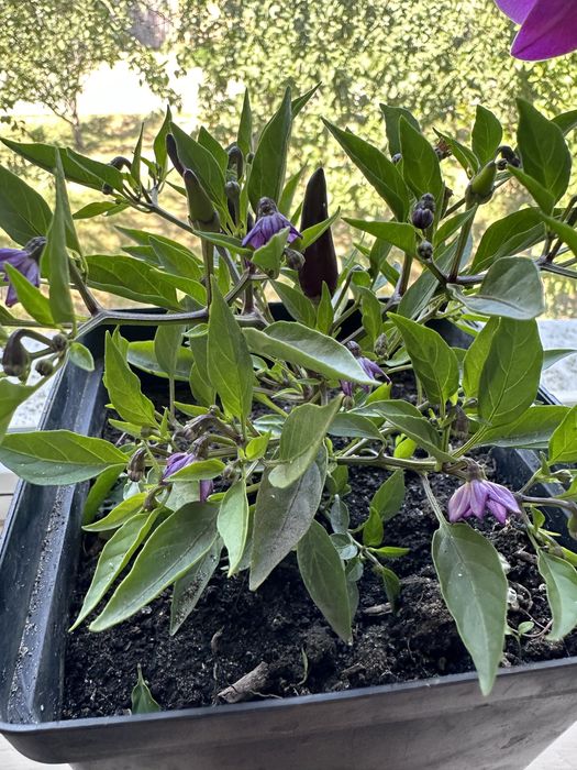 Острый комнатный перец