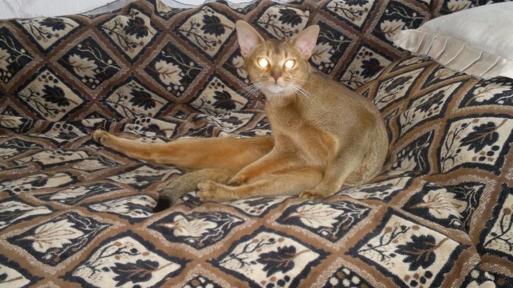 Абиссинский кот Вязки