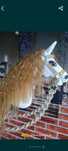Nowy Hobby Horse