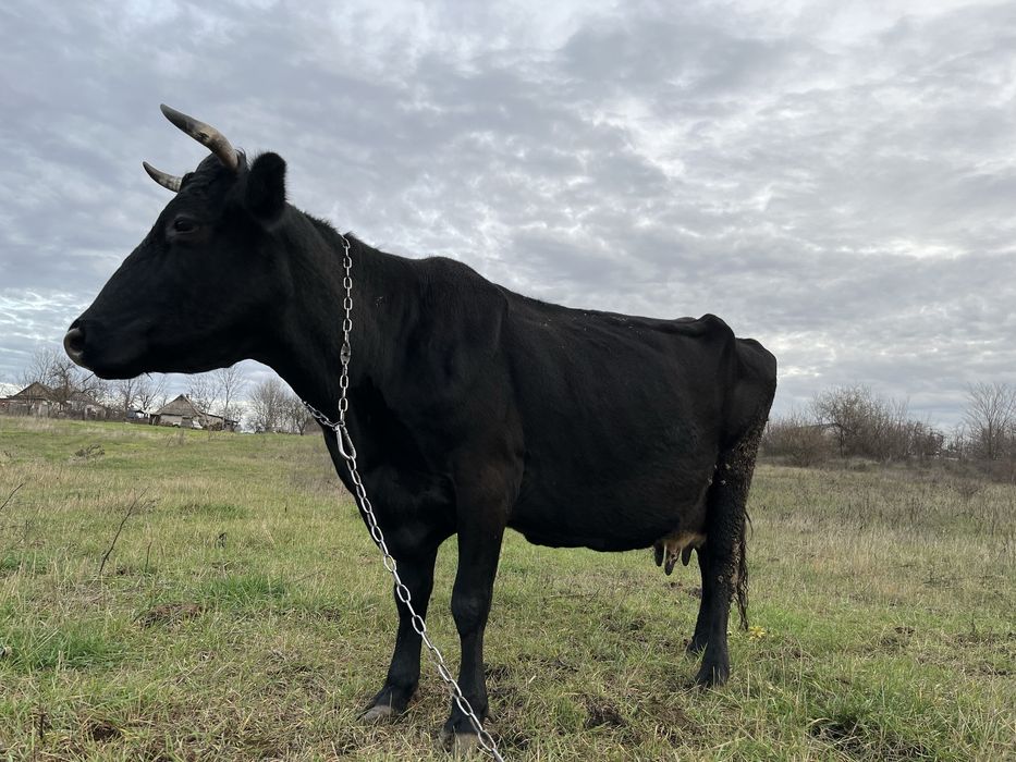 Корова, вік 10років