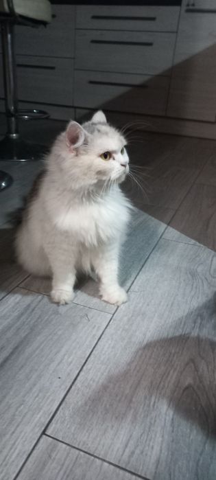 Kotka szkocka prostoucha