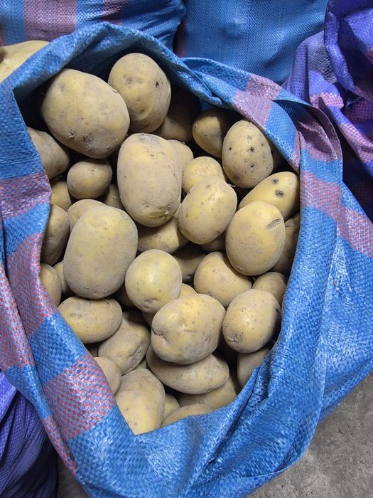 Ziemniaki II klasa 50gr/kg