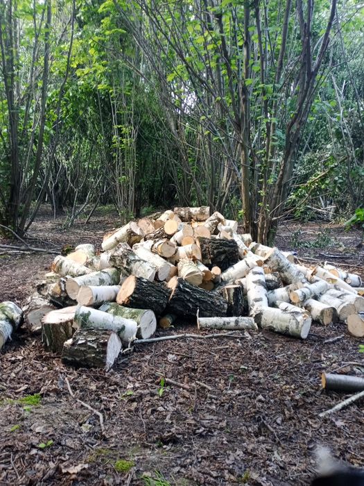 Drzewo Sosna pocięta poczytaj opis