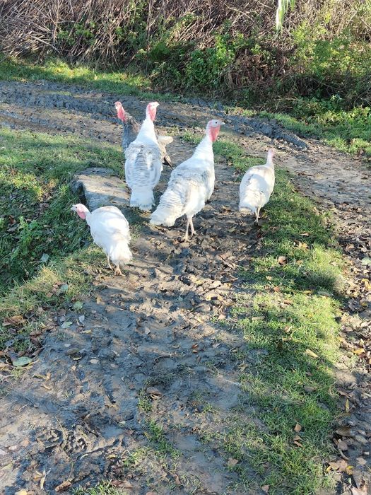 Indyki, indory,perliczki, indyczki