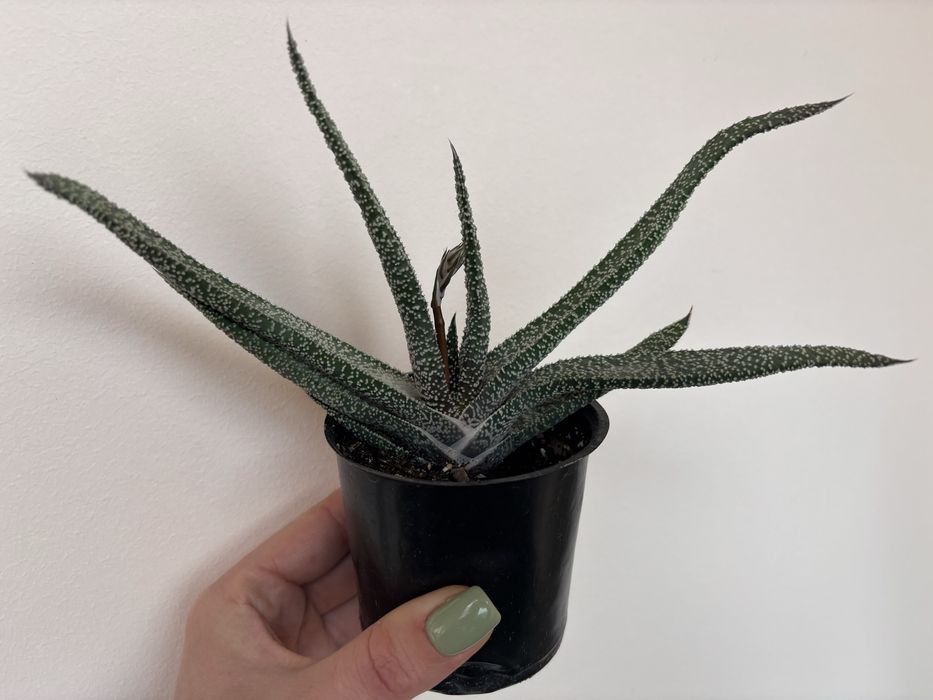 Гастерія з квітоносом