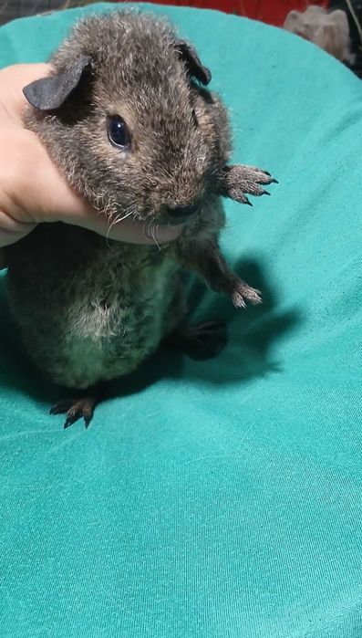 Американська тедді, морська свинка