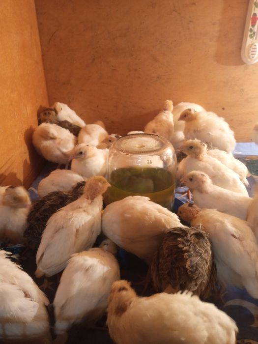 Перепілки,інкубаційне-харчове яйце породи англійська біла,фараон,фенік