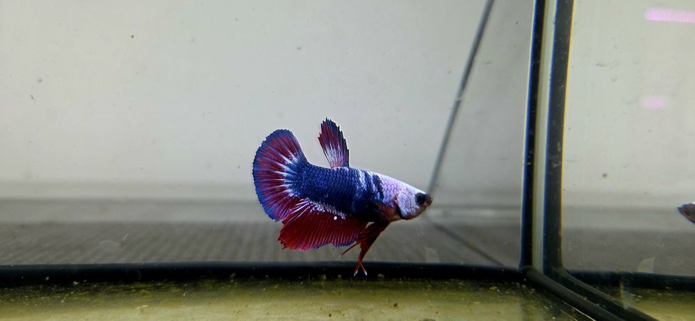 Bojownik HMPK dragon