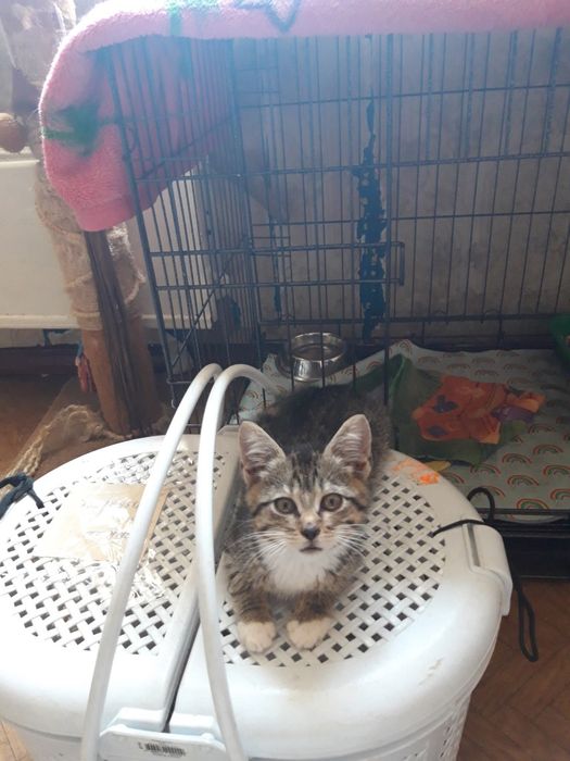 Отдадим котят в ответственные руки