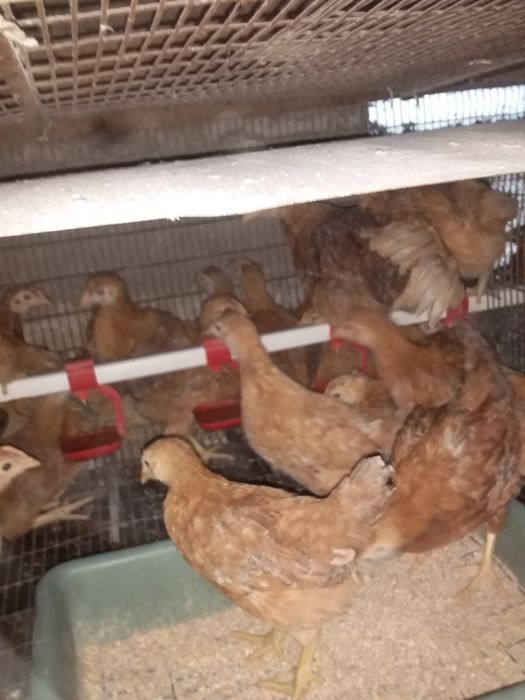 Птиця курка гуска качка.