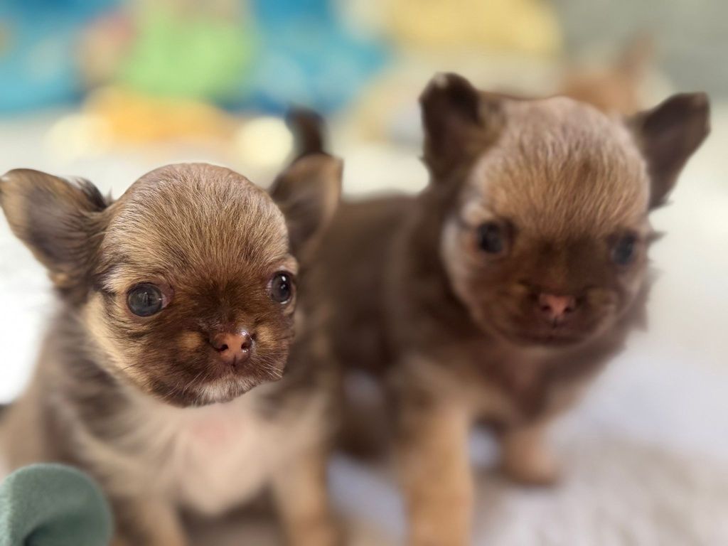 Chihuahua długowłosa fci