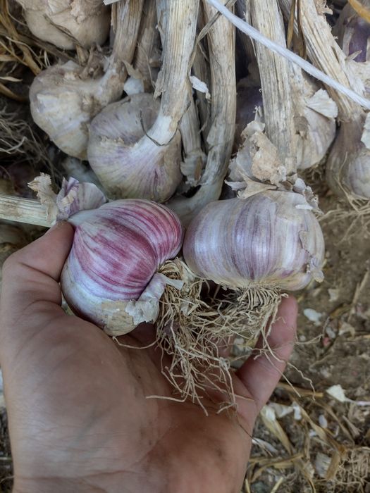 Czosnek Harnaś przemysłowy / do sadzenia Wysyłka