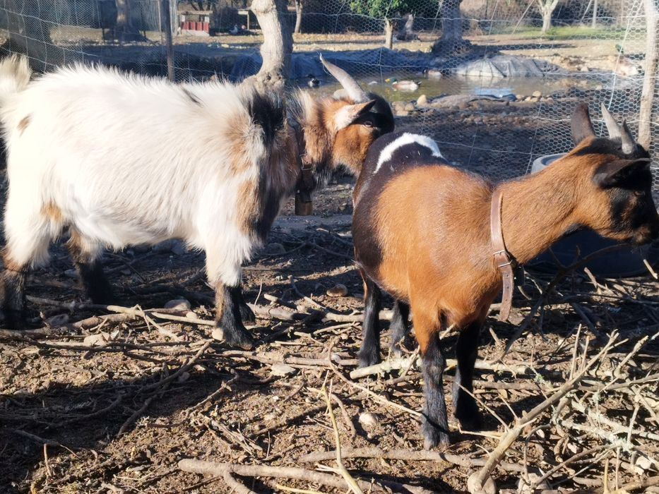 Cabrinhas anãs  para  companhia