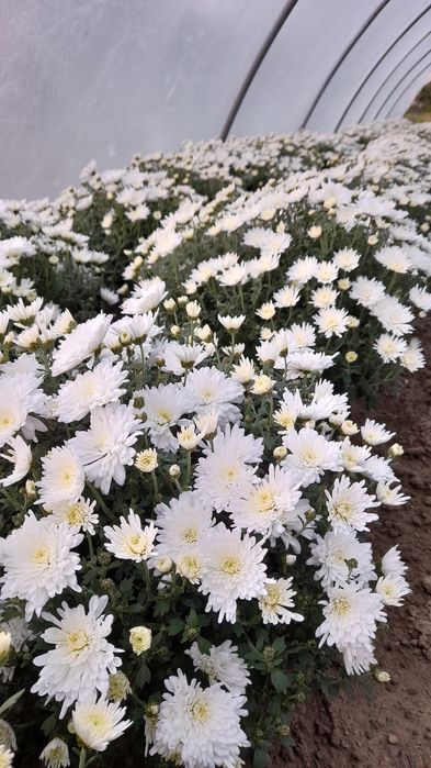 Chryzantemy chryzantema Wadowice