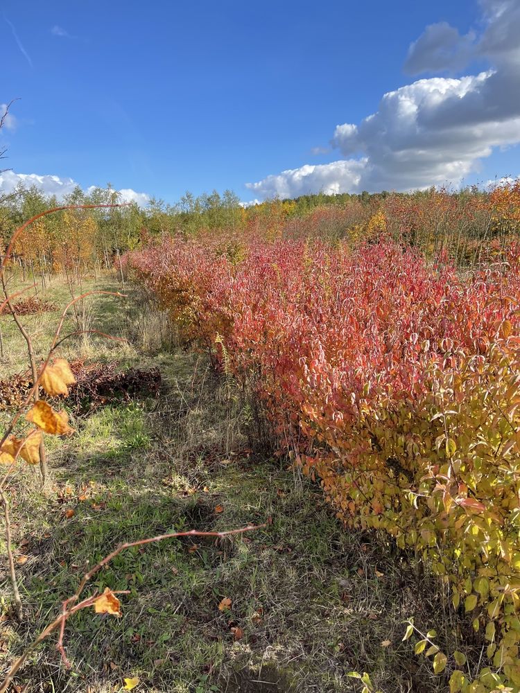 Cornus mas - Dereń jadalny (gesty, owocujący krzew)
