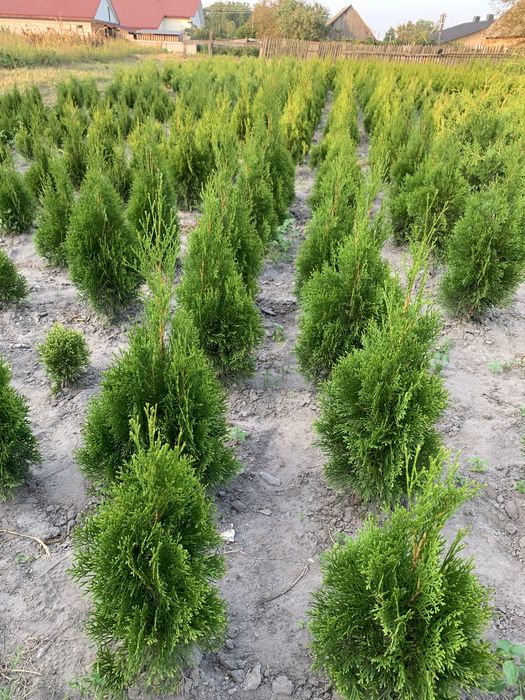 Туя Смарагд Брабант Колумна Кипарисовик
