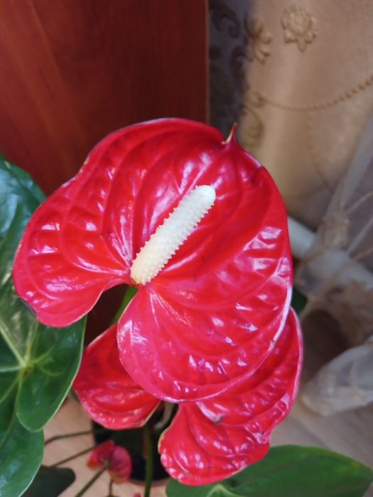 Продам  антуриум