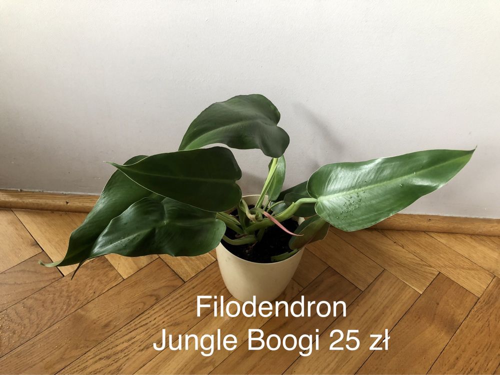 Rośliny doniczkowe: epipremnum, filodendron, sansevieria, zielistka!