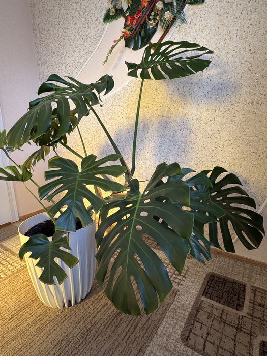 Вазон Монстера 2 шт