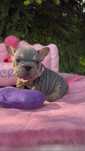 Buldog Francuski dziewczynka Lilac tan