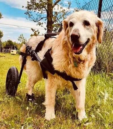 Wózek rehabilitacyjny dla psa wzmacniany polski producent rozmiar nr 5