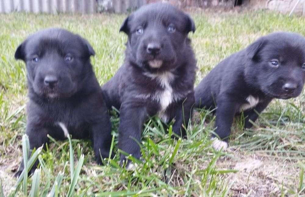 Отличные охранники и компаньены  Щенки в хорошие руки ( помесь л