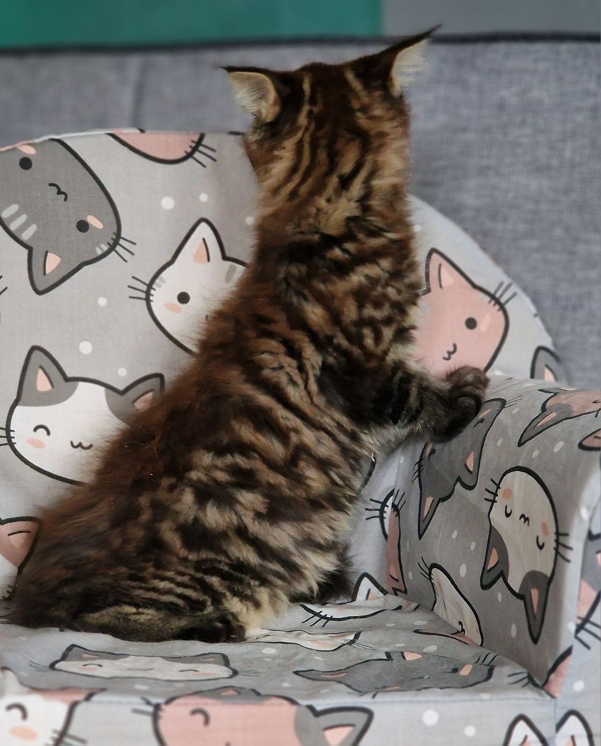 Maine Coon kot gotowy do odbioru