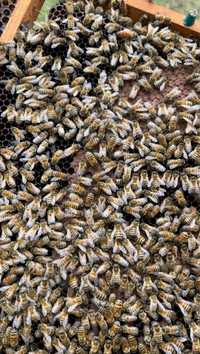 Przezimowane rodziny pszczele - sprzedam