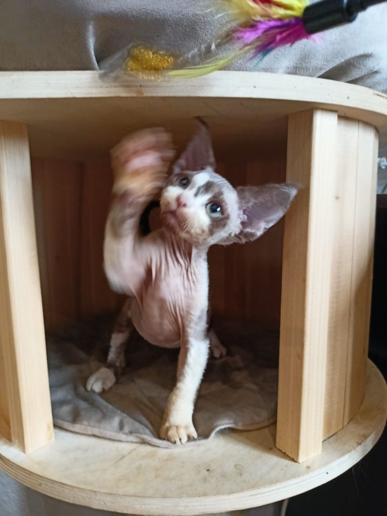 Kocurek Devon Rex