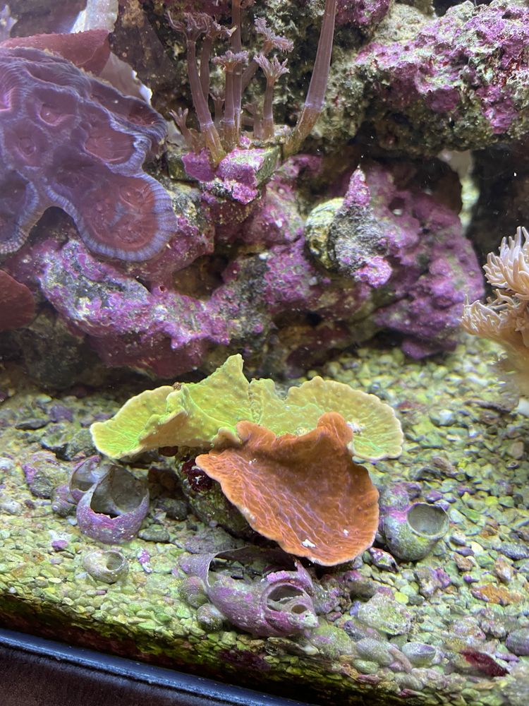 Montipora talerzowa dwa kolory zielony i czerwony koralowiec akwarium