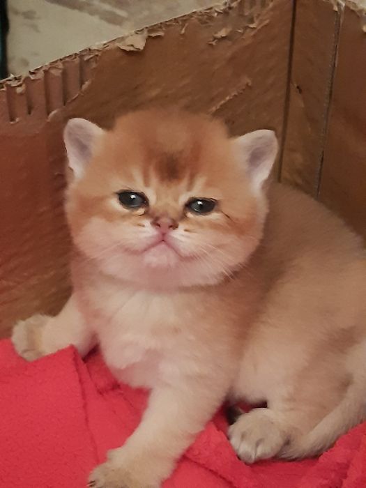 British  Shorthair Golden e silver