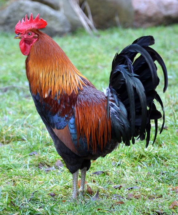 Zielononóżki kurki młode nioski Rossa leghorn