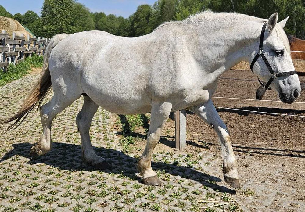 Lara z Karolkiem szukają nowego domu