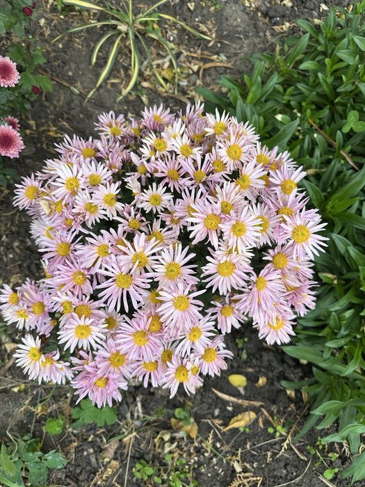 Хризантема  мультифлора