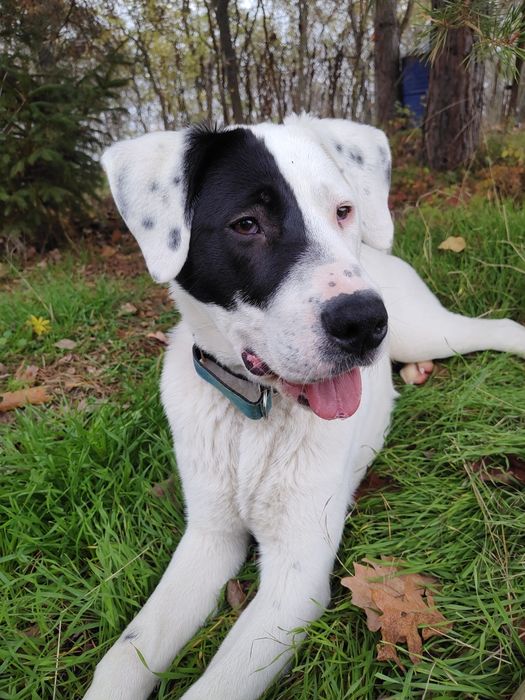 Duży szczeniak do adopcji